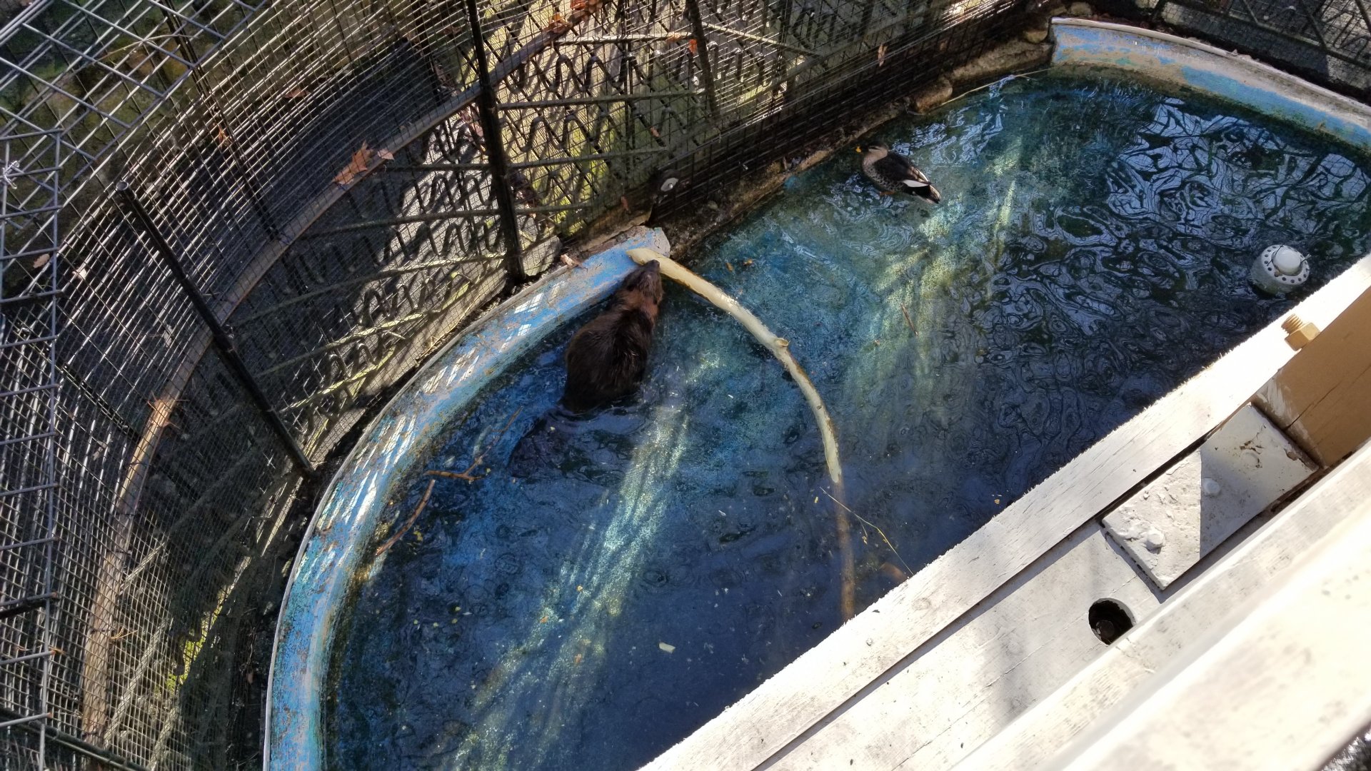 Staten Island Zoo - Beaver, Indian spot-billed duck
