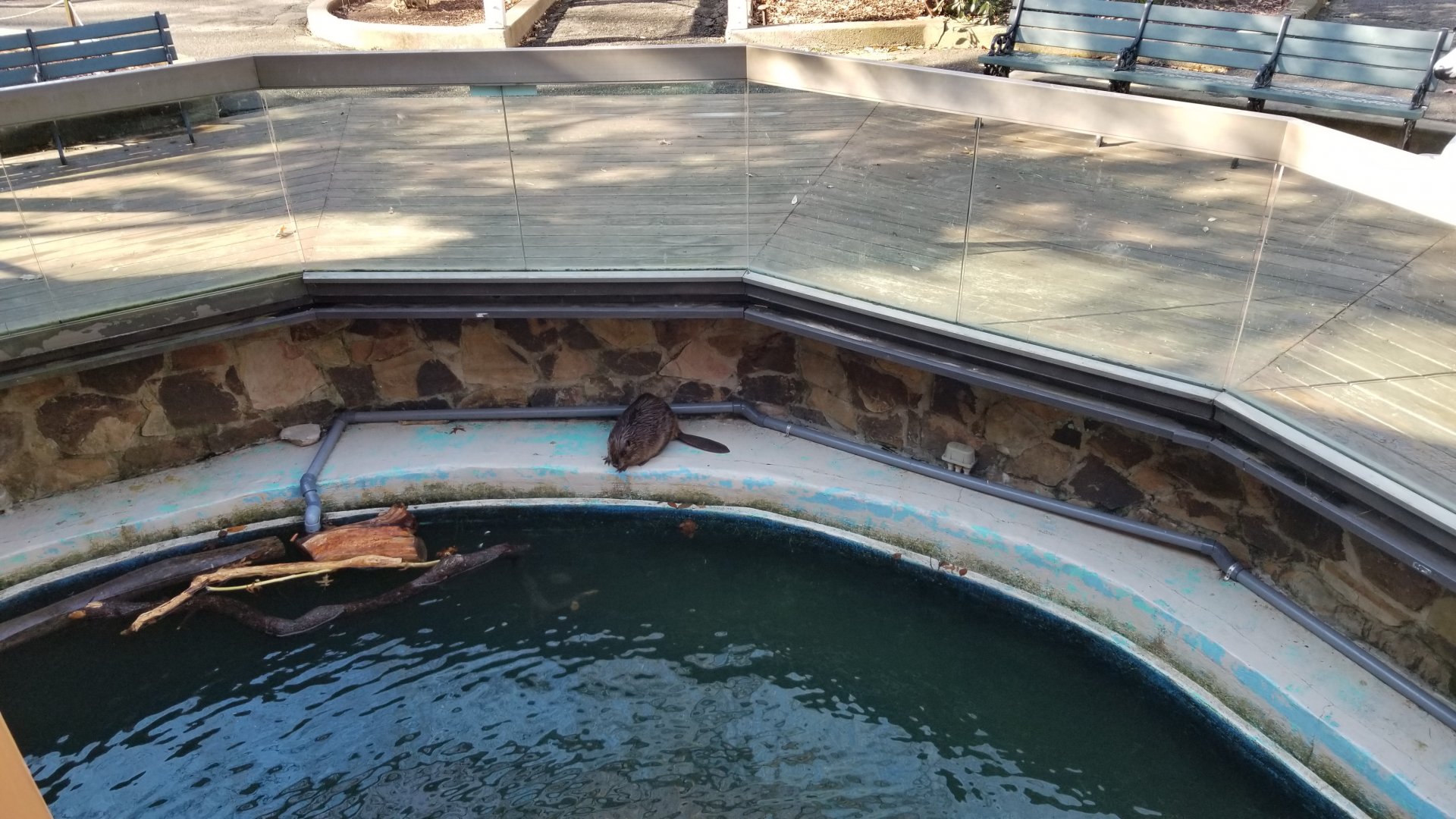 Staten Island Zoo - Beaver