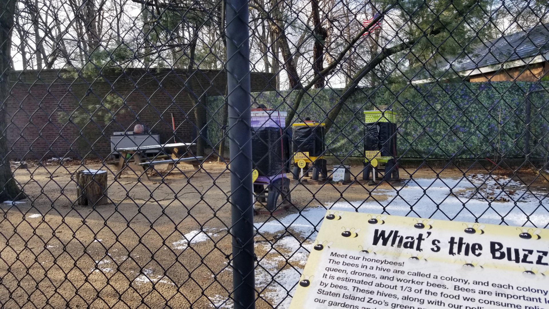 Staten Island Zoo - Bees