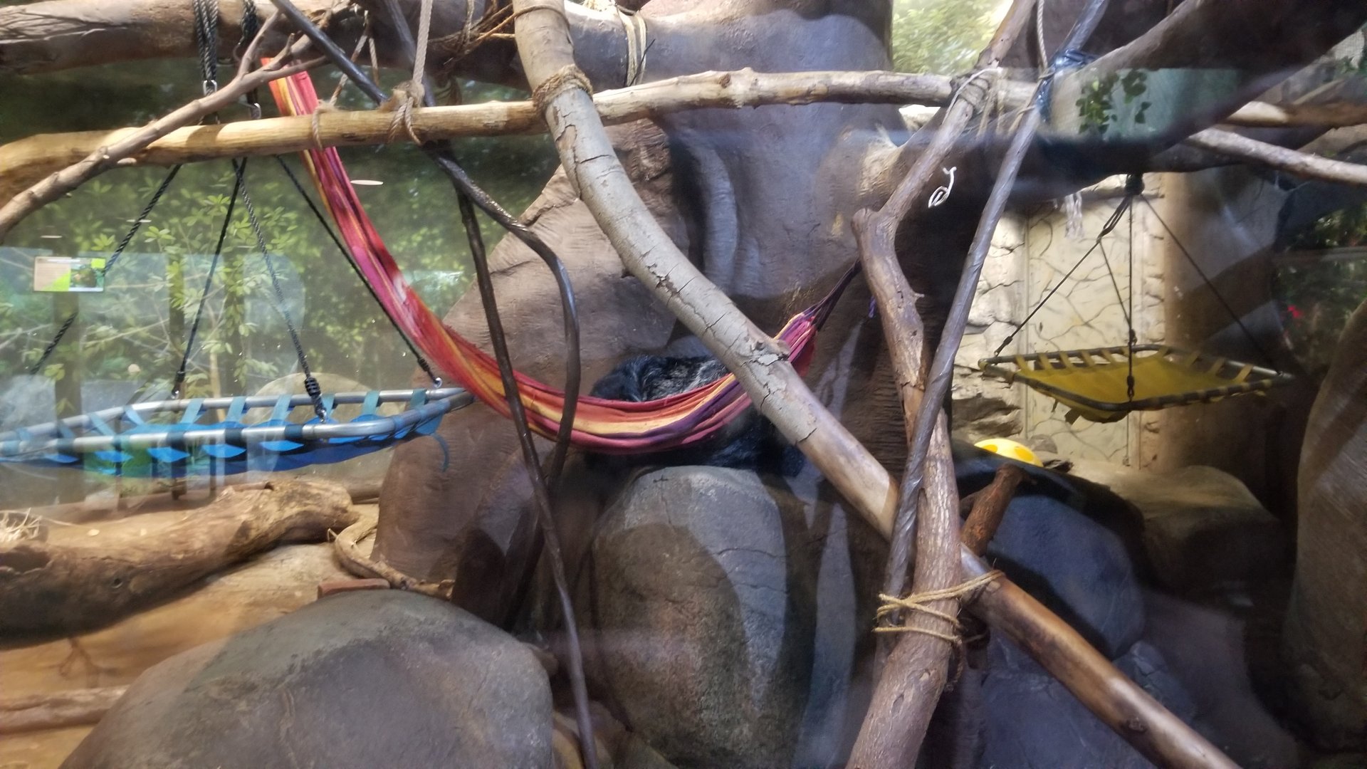 Staten Island Zoo - Binturongs