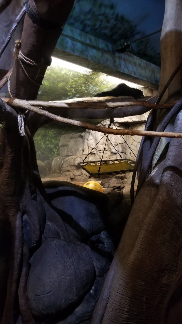 Staten Island Zoo - Binturongs