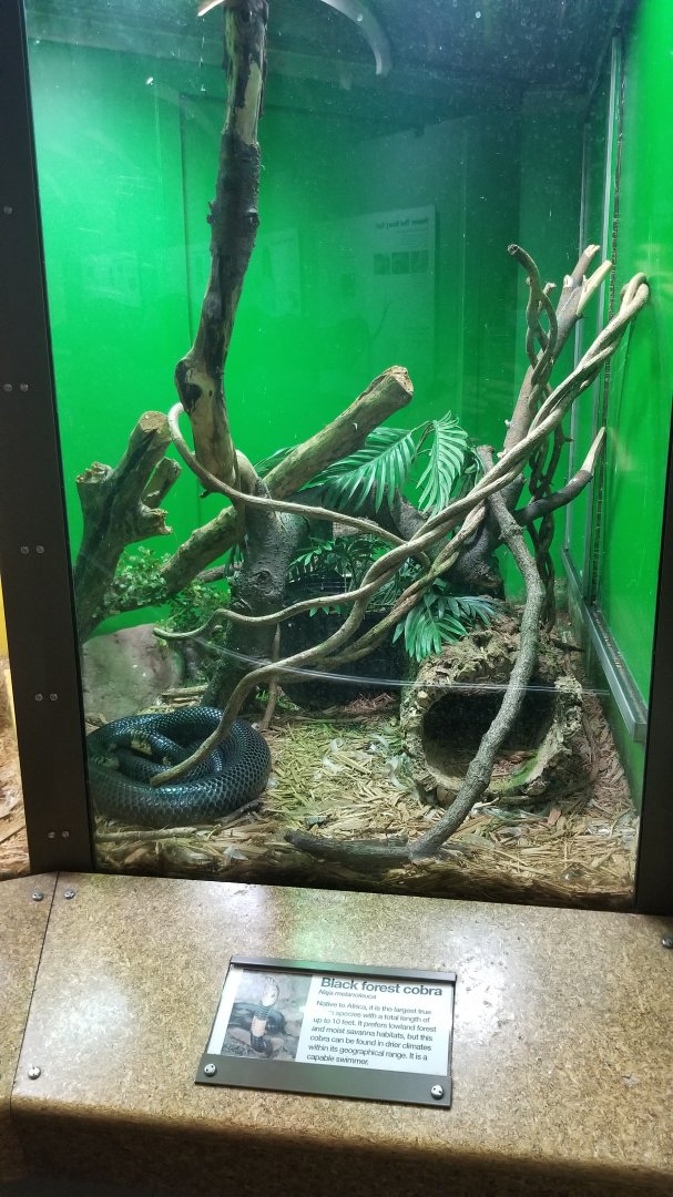 Staten Island Zoo - Black forest cobra