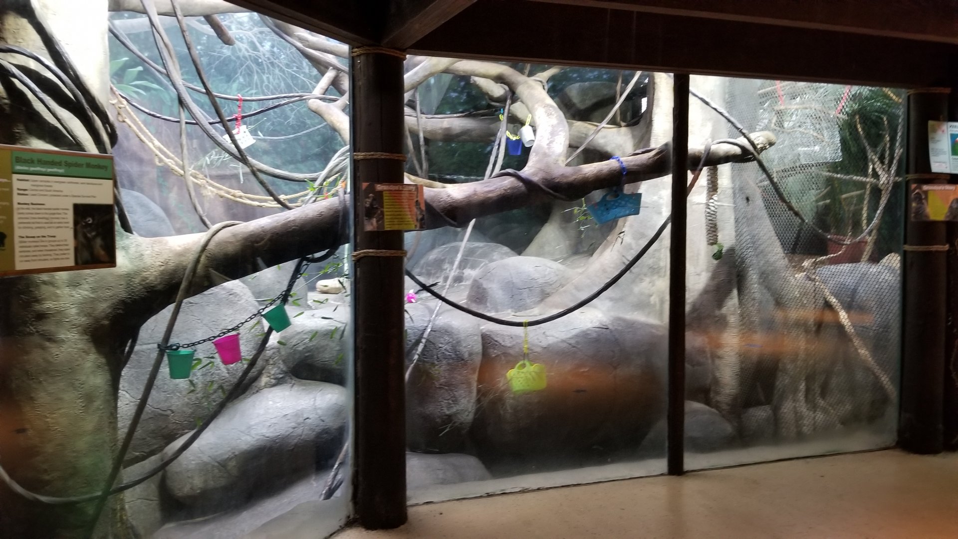 Staten Island Zoo - Black-handed spider monkey