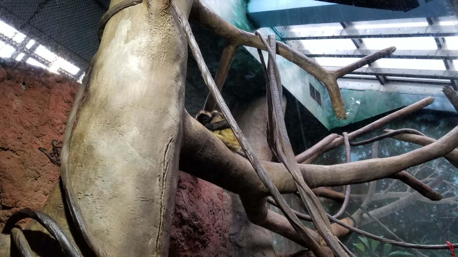 Staten Island Zoo - Black-handed spider monkey