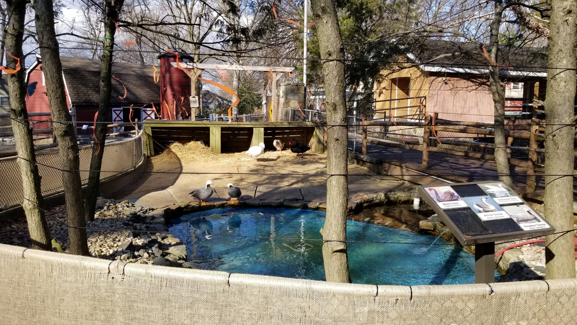 Staten Island Zoo - Black swan, coscoroba swan, emperor goose, african goose