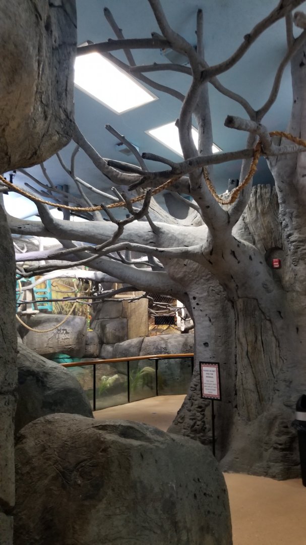 Staten Island Zoo - Black & white ruffed lemurs