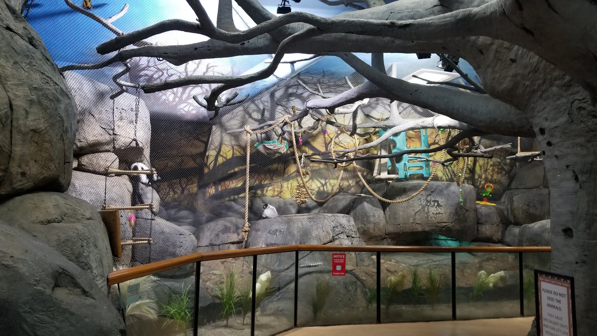 Staten Island Zoo - Black & white ruffed lemurs