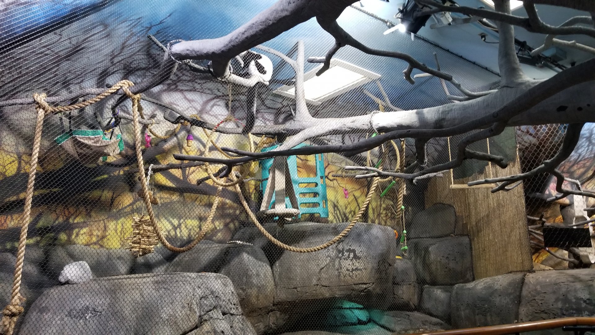 Staten Island Zoo - Black & white ruffed lemurs