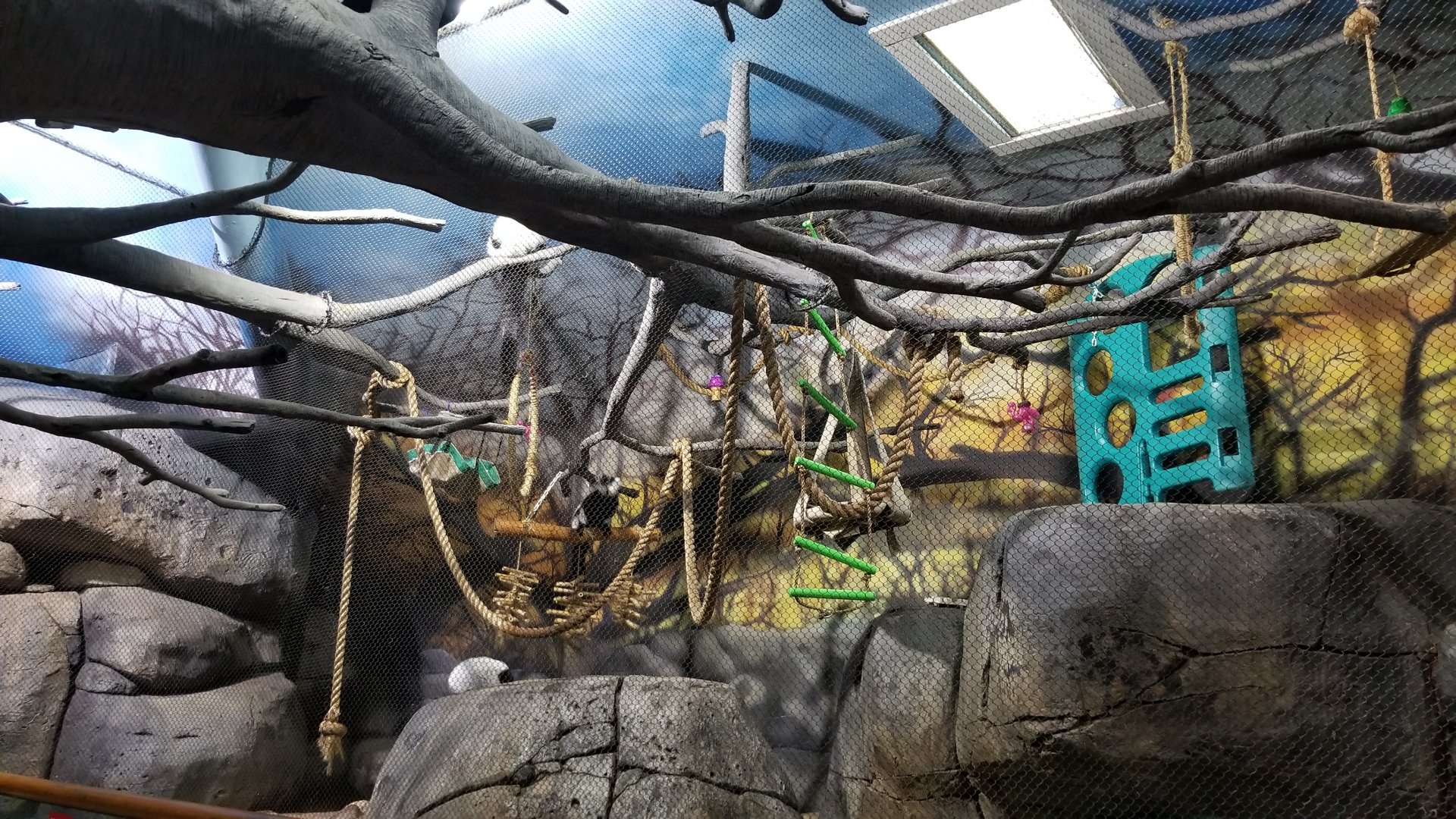 Staten Island Zoo - Black & white ruffed lemurs