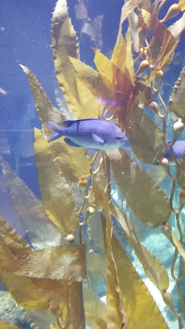 Staten Island Zoo - Blacksmith fish