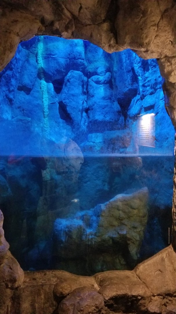 Staten Island Zoo - Blind cavefish