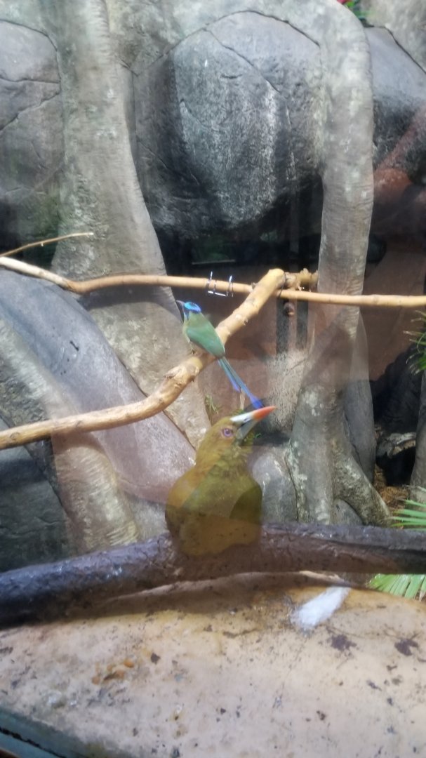 Staten Island Zoo - Blue crowned motmot, green oropendola