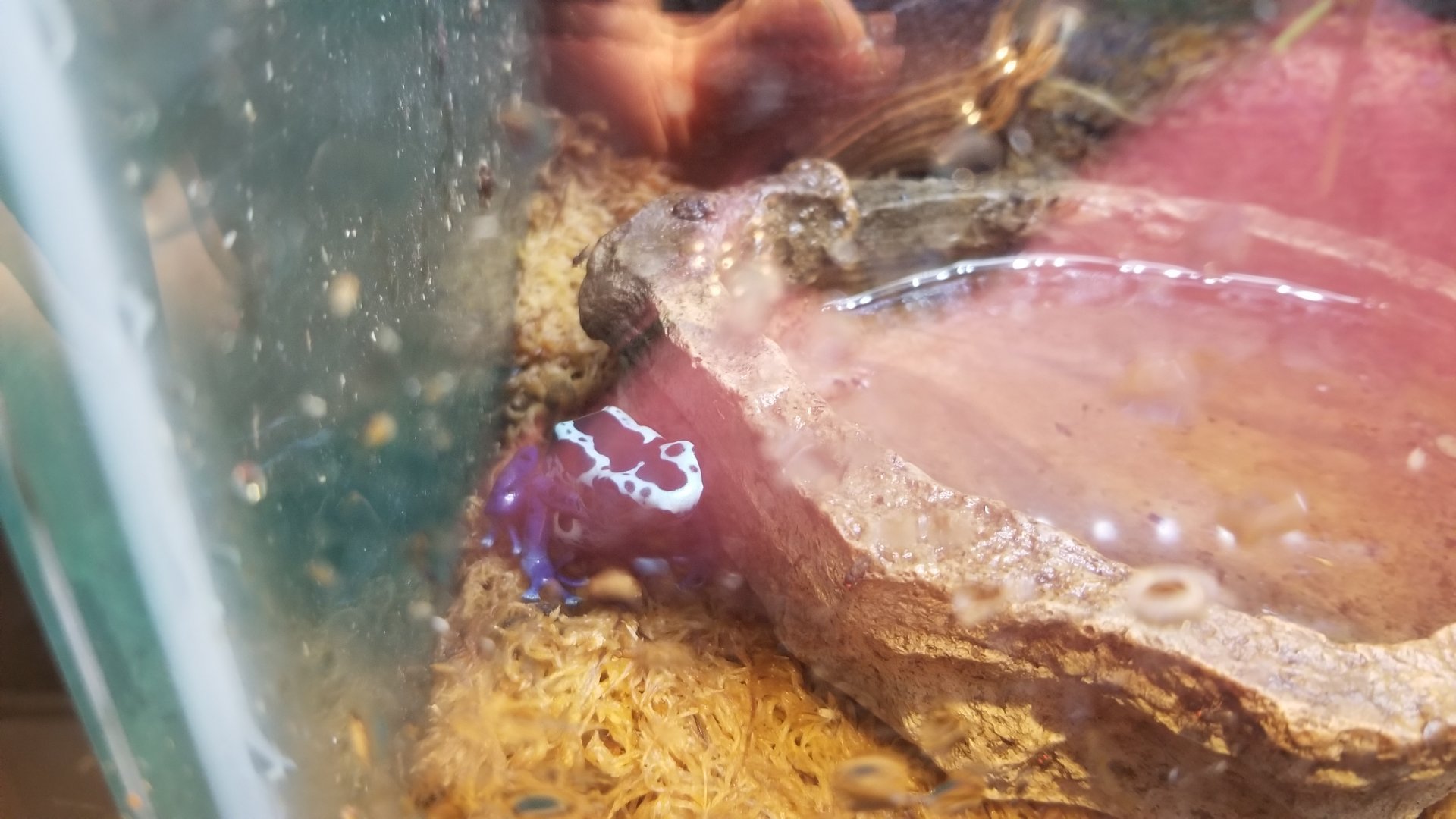 Staten Island Zoo - Blue poison dart frog in Dyeing exhibit