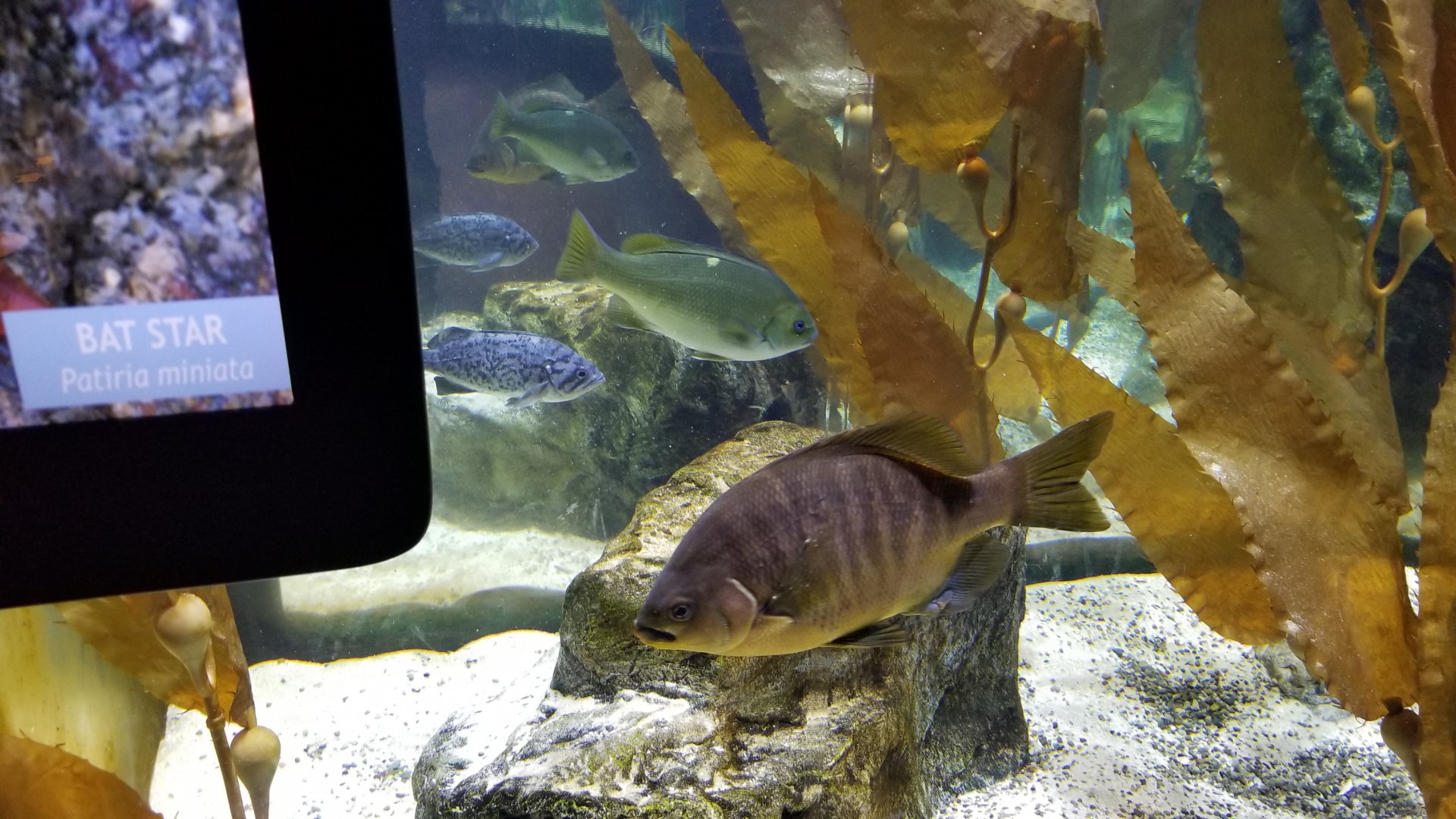 Staten Island Zoo - Blue rockfish, black surfperch, ID? third fish