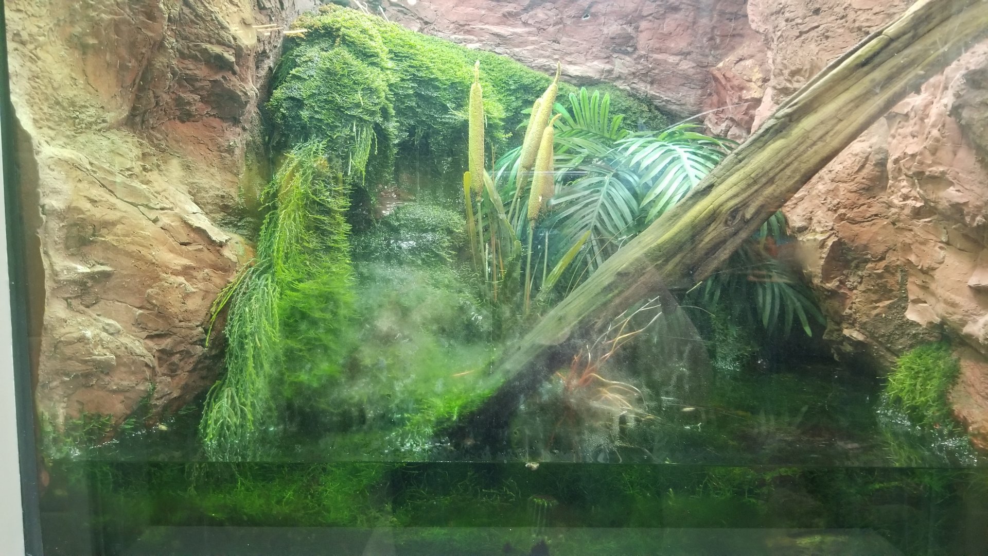 Staten Island Zoo - Boreal toad