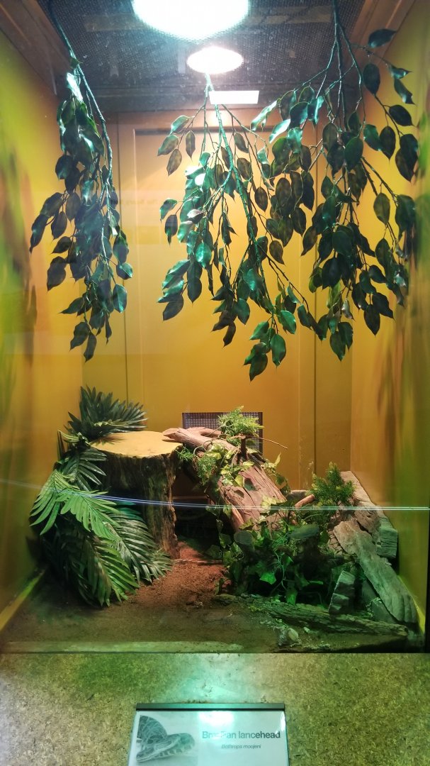 Staten Island Zoo - Brazilian lancehead