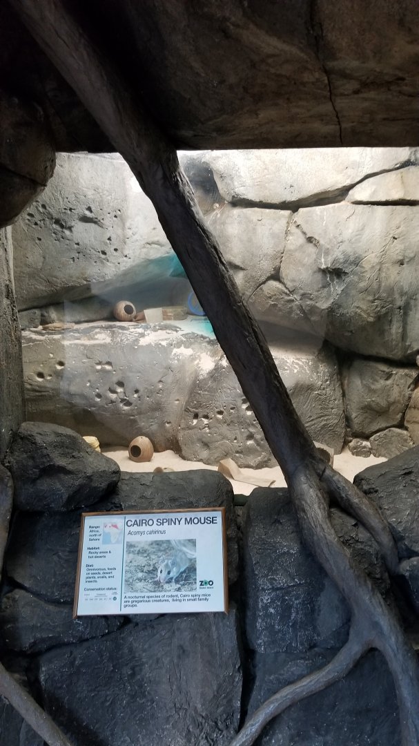 Staten Island Zoo - Cairo spiny mice
