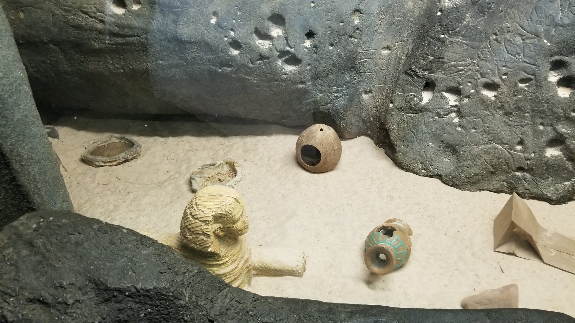 Staten Island Zoo - Cairo spiny mice