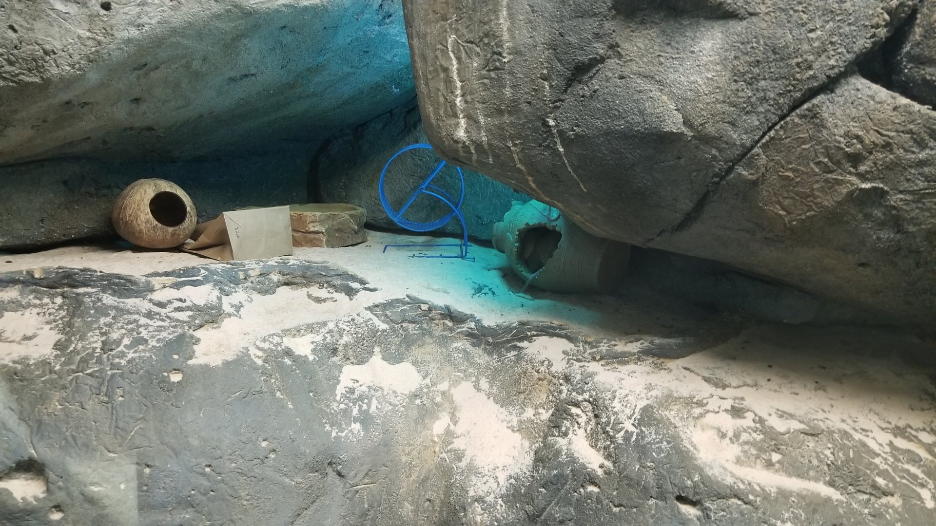 Staten Island Zoo - Cairo spiny mice