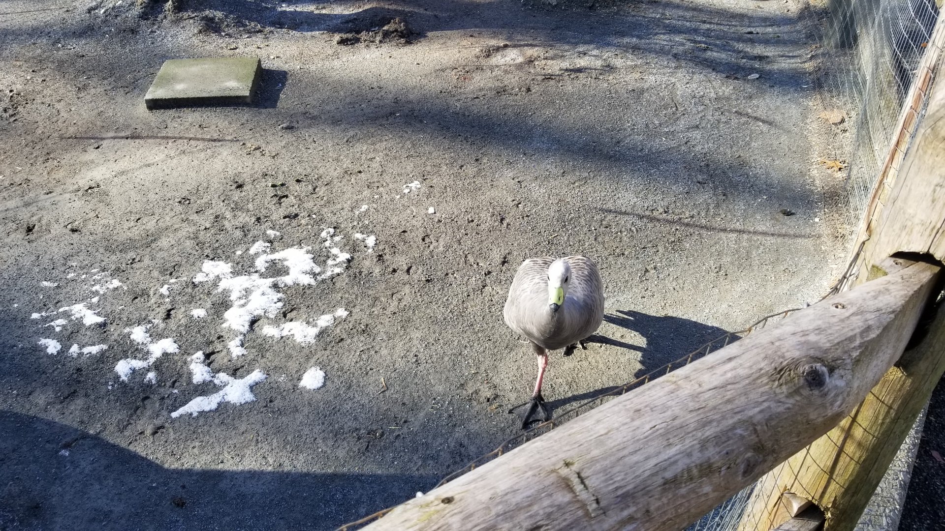 Staten Island Zoo - Cape barren goose
