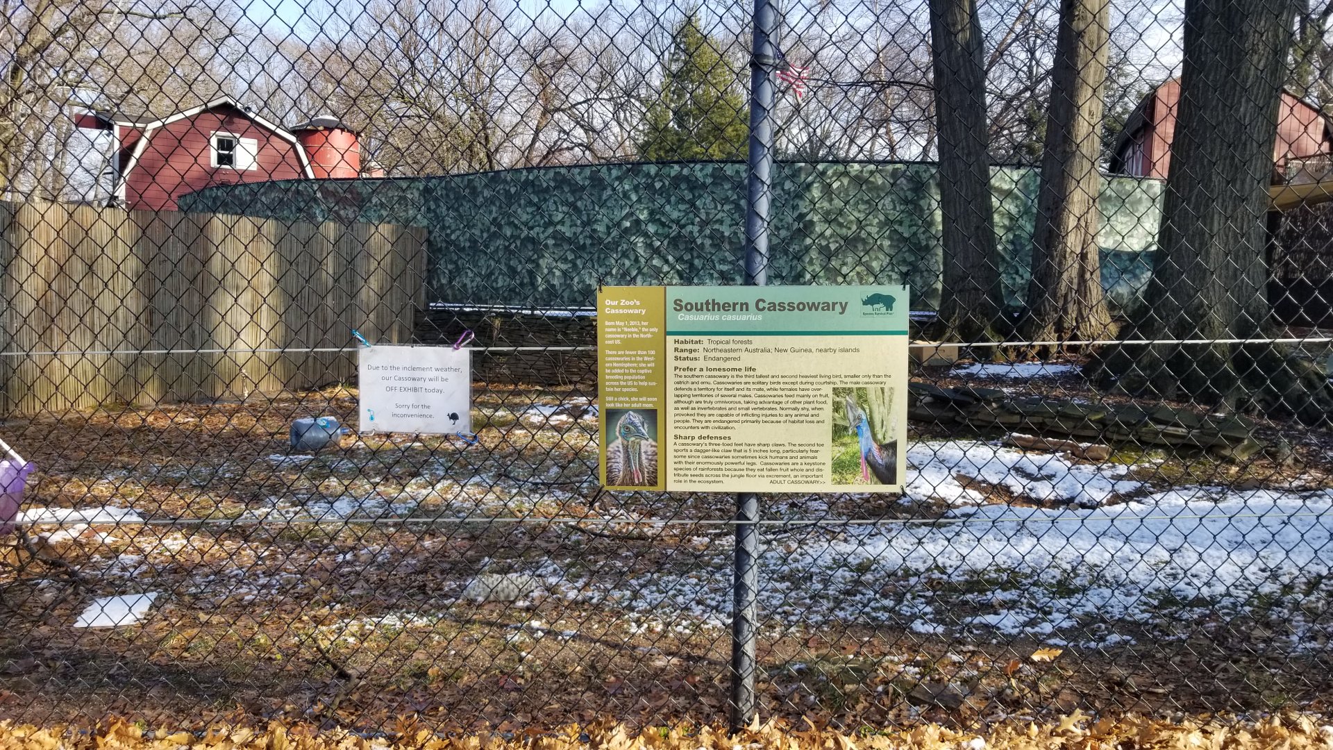 Staten Island Zoo - Cassowary