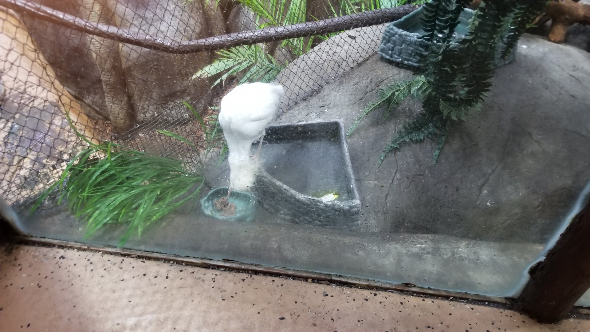 Staten Island Zoo - Cattle egret