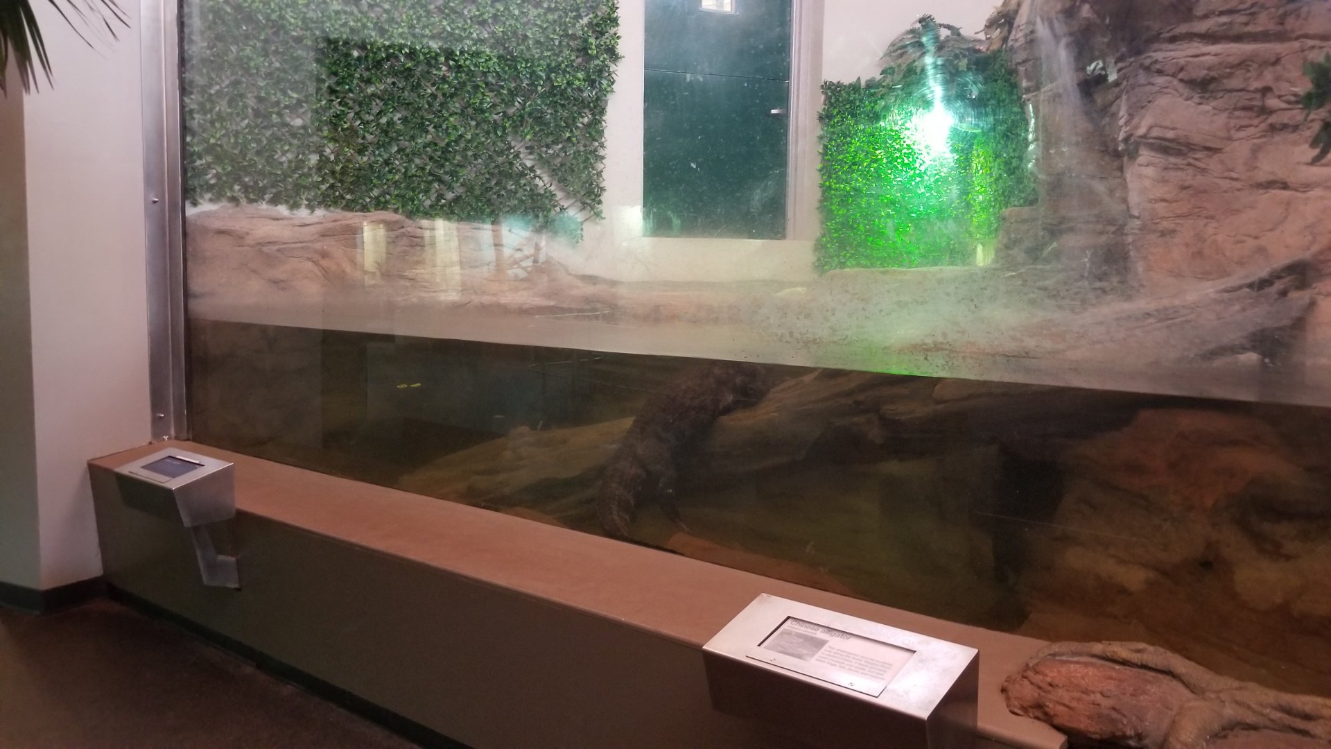 Staten Island Zoo - Chinese alligator