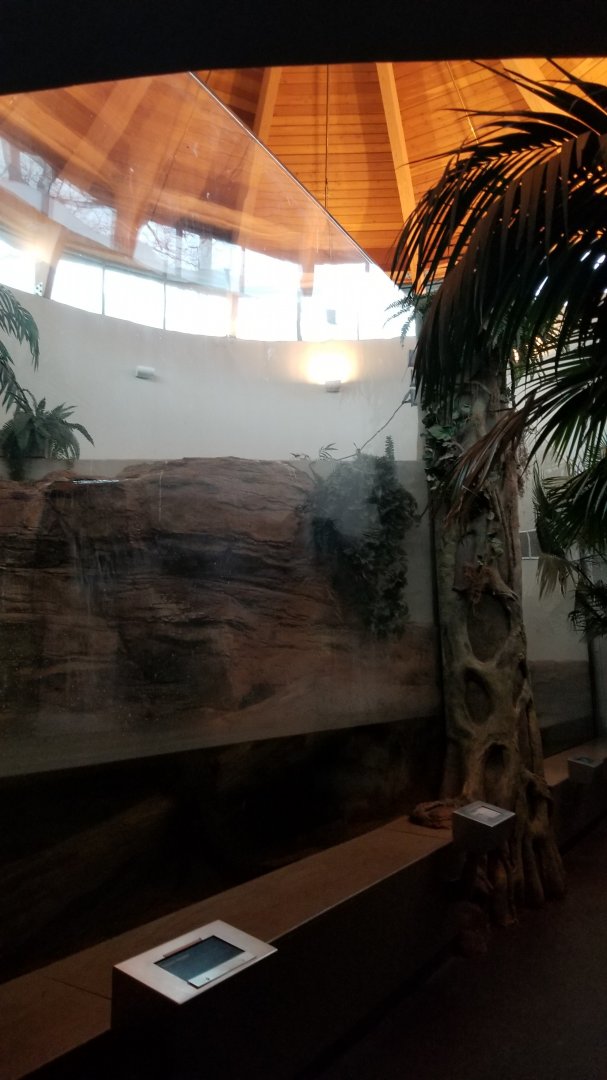 Staten Island Zoo - Chinese alligator