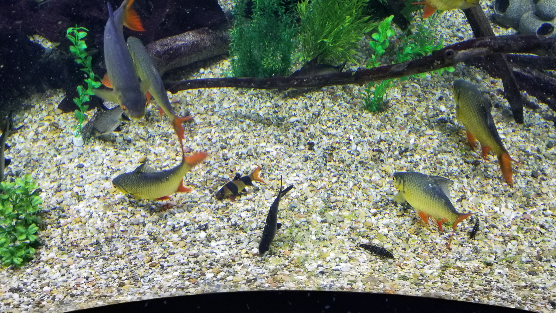 Staten Island Zoo - Clown loach, bala shark, angelicus loach, red-tailed tinfoil barb