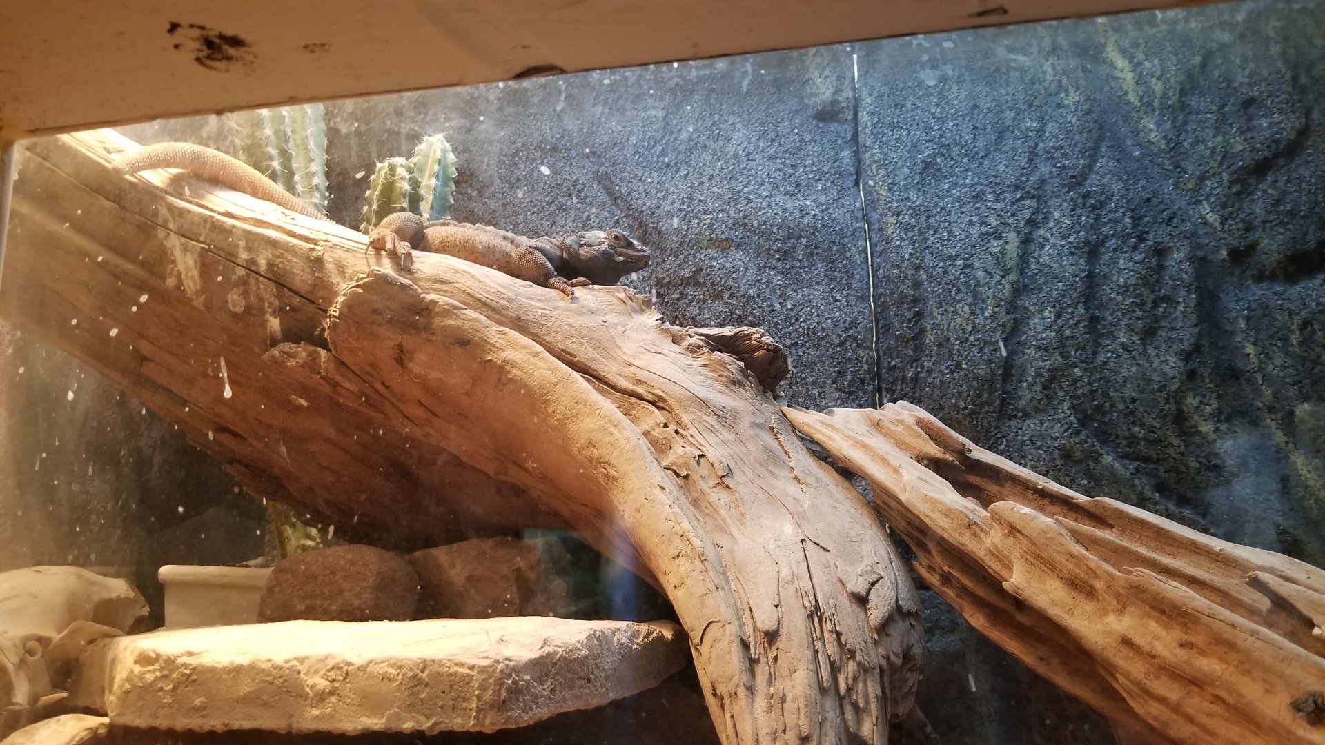 Staten Island Zoo - Common chuckwalla
