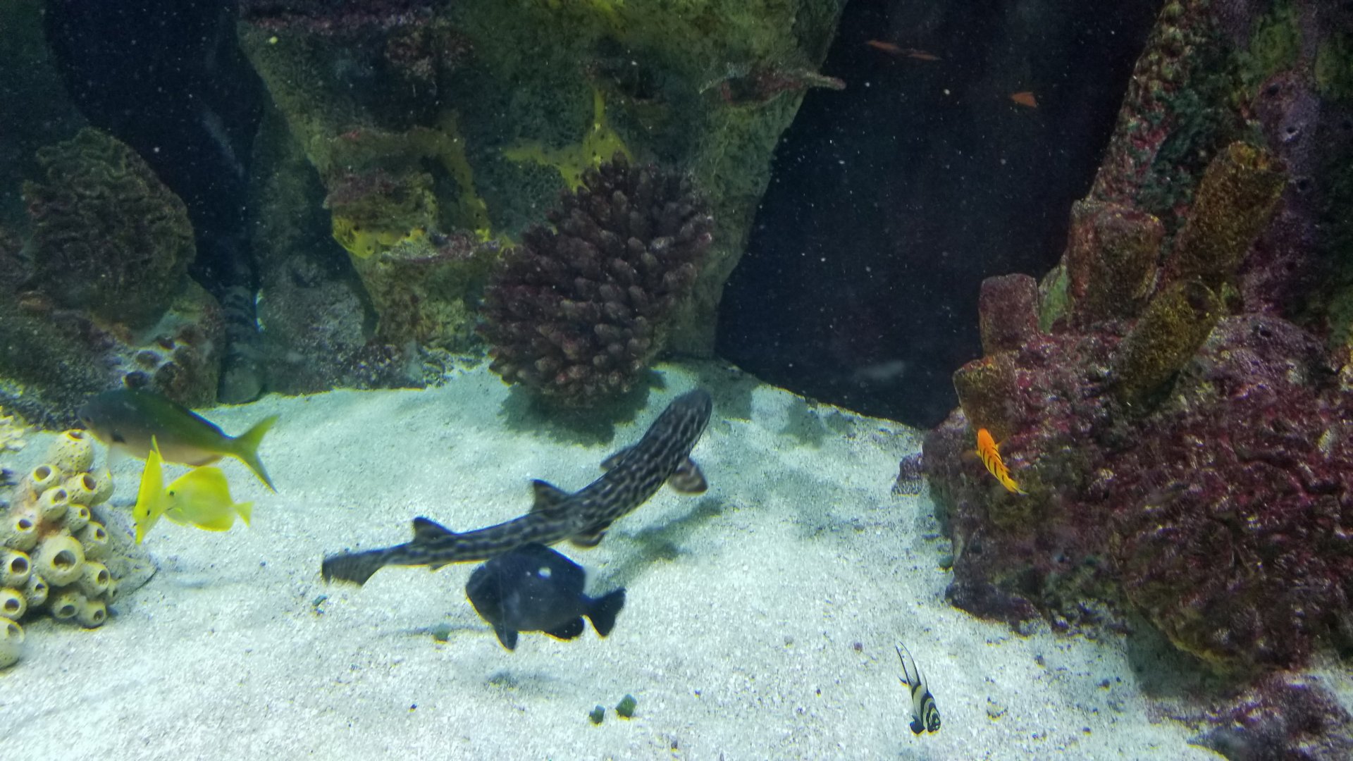 Staten Island Zoo - Coral catshark, yellow tang, flame angelfish, banggai cardinalfish, redbelly yellowtail fusilier, domino damselfish