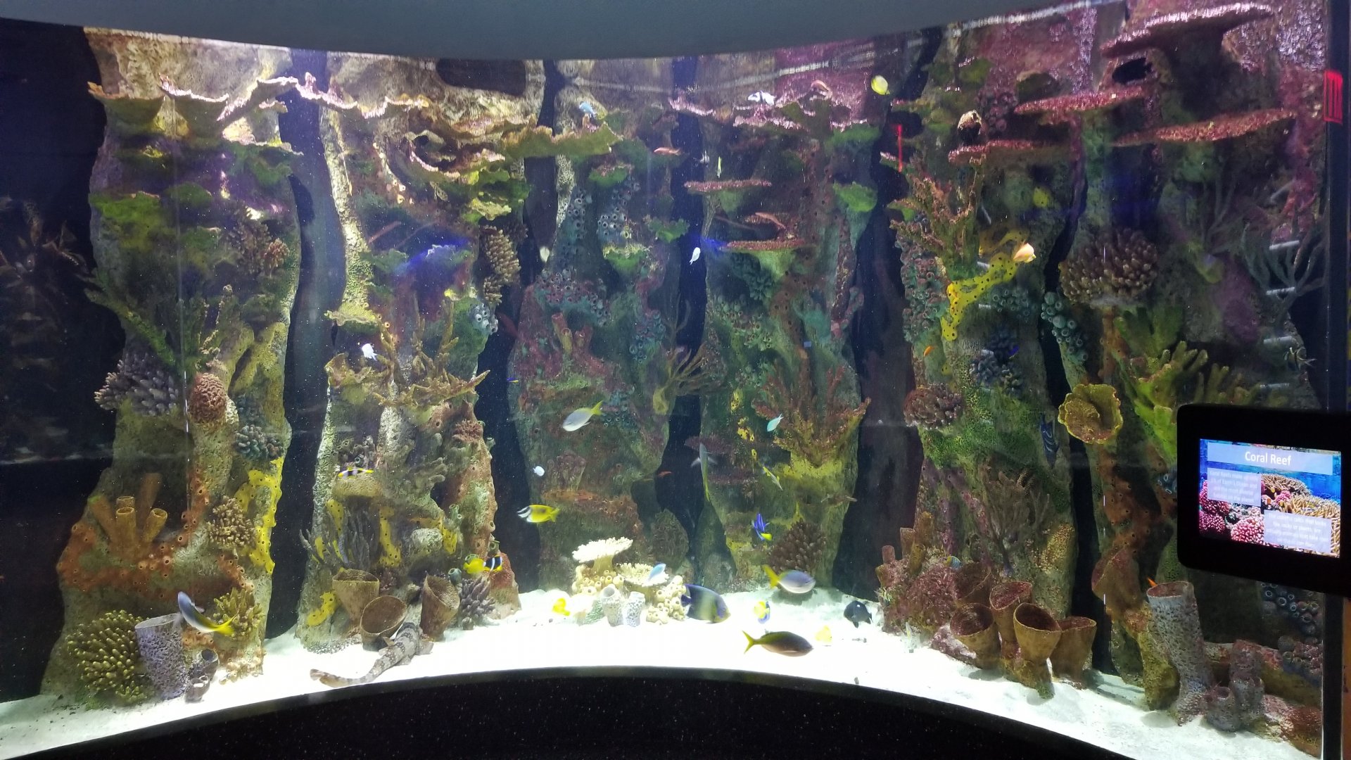 Staten Island Zoo - Coral Reef tank