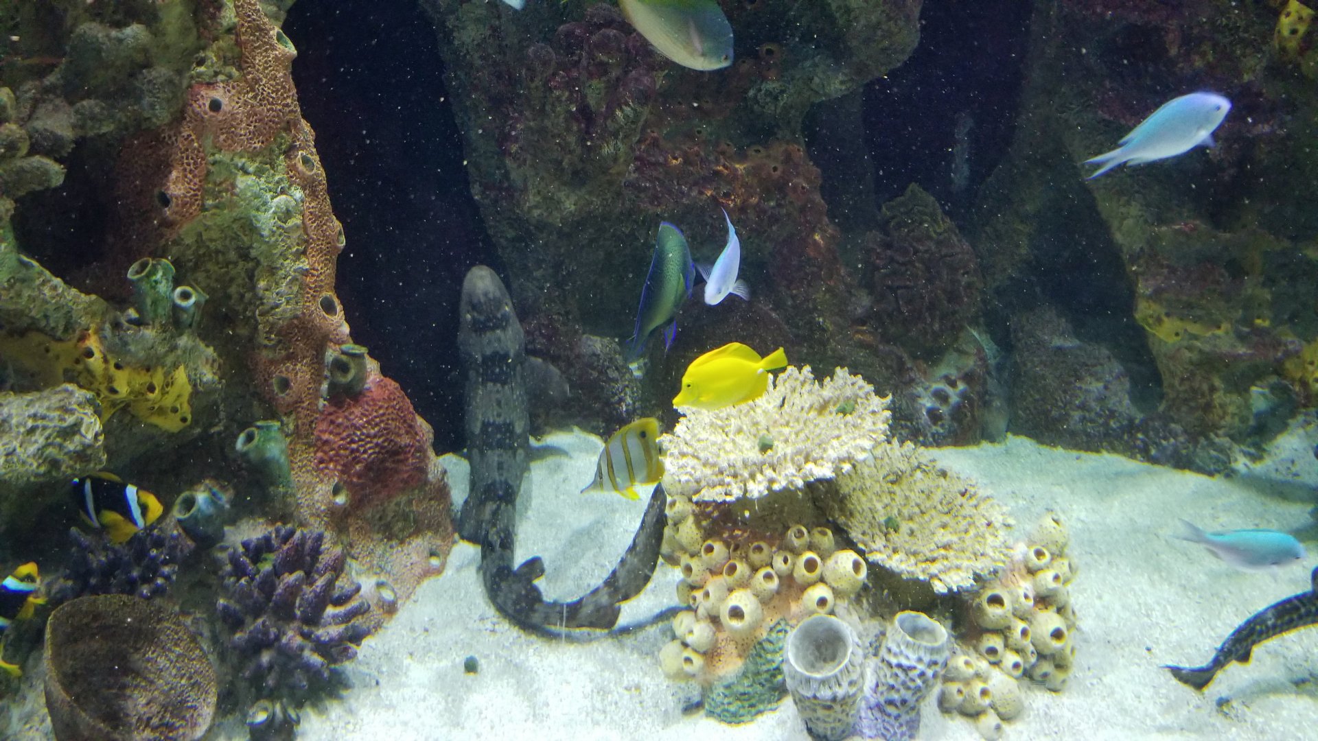 Staten Island Zoo - Coral reef tank