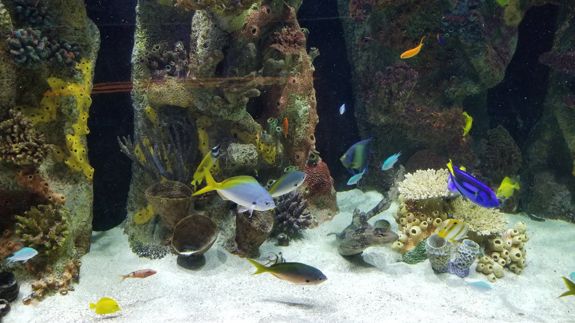 Staten Island Zoo - Coral Reef tank