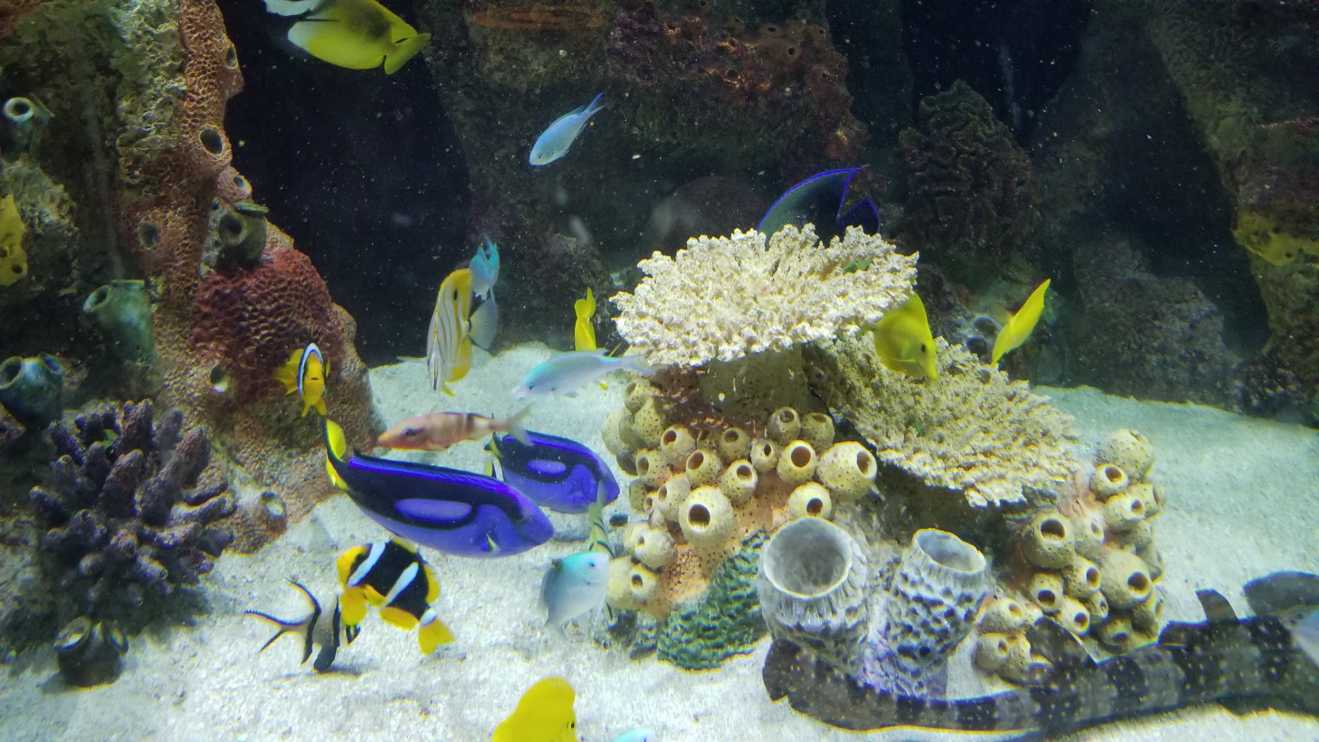 Staten Island Zoo - Coral Reef tank