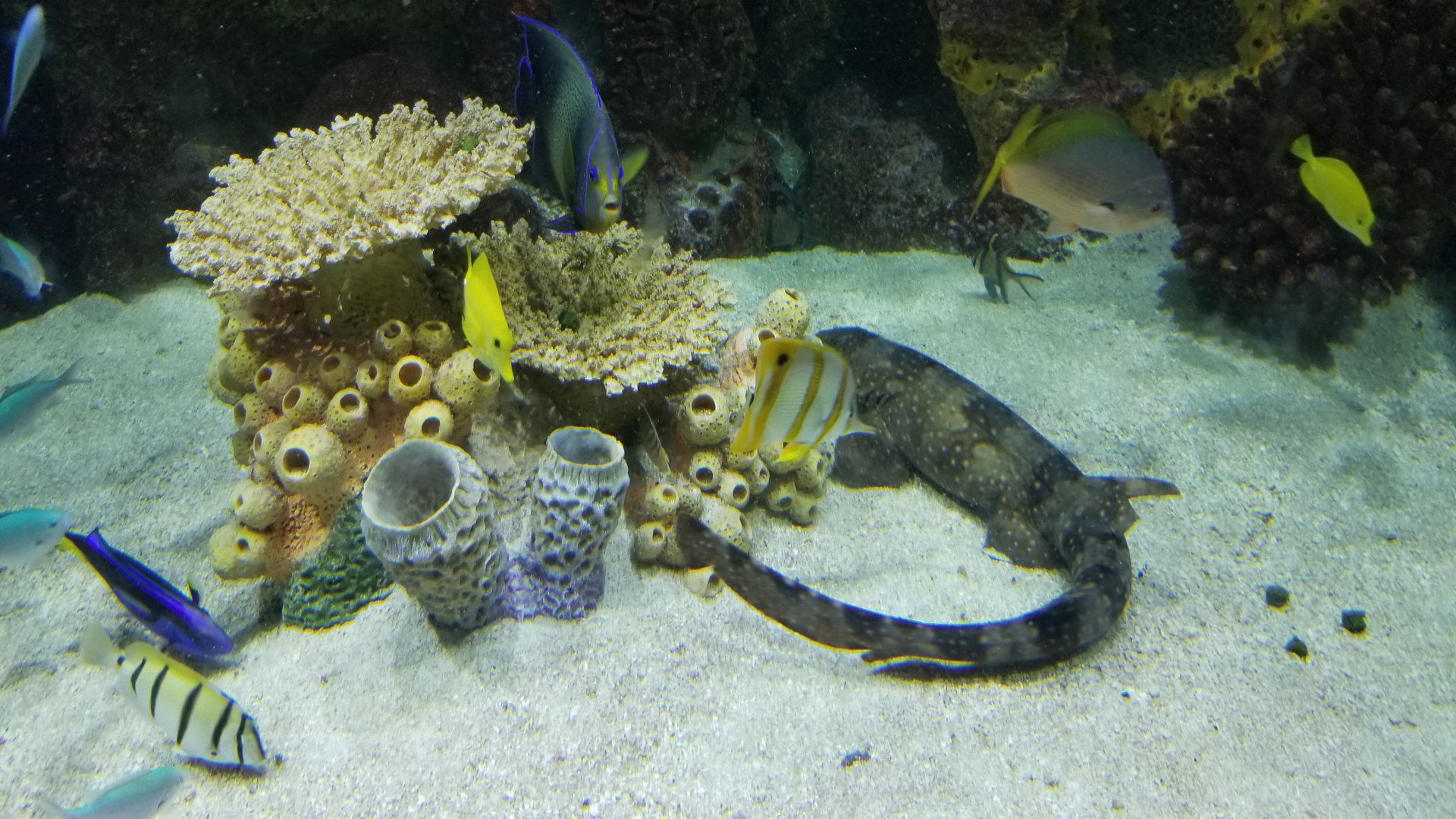 Staten Island Zoo - Coral Reef tank