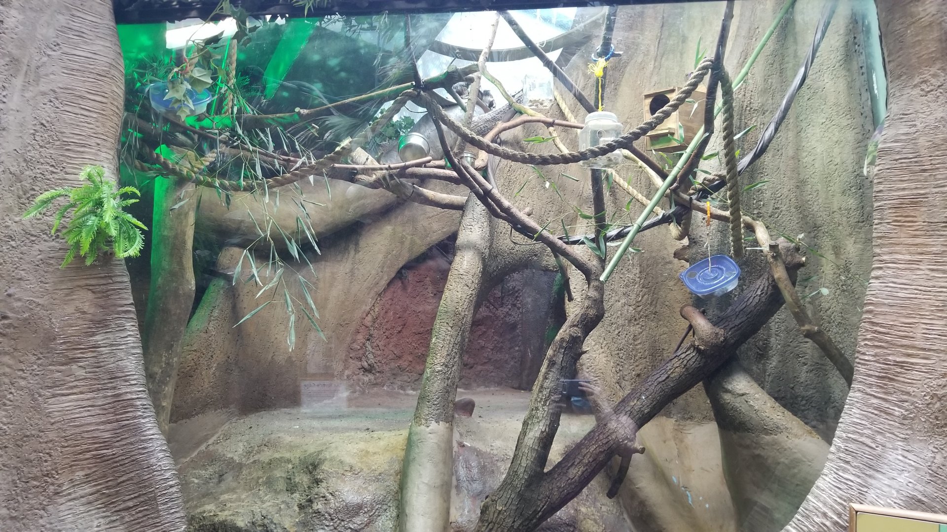 Staten Island Zoo - Cotton-top tamarin