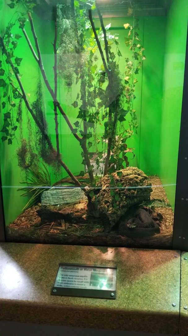 Staten Island Zoo - Cottonmouth