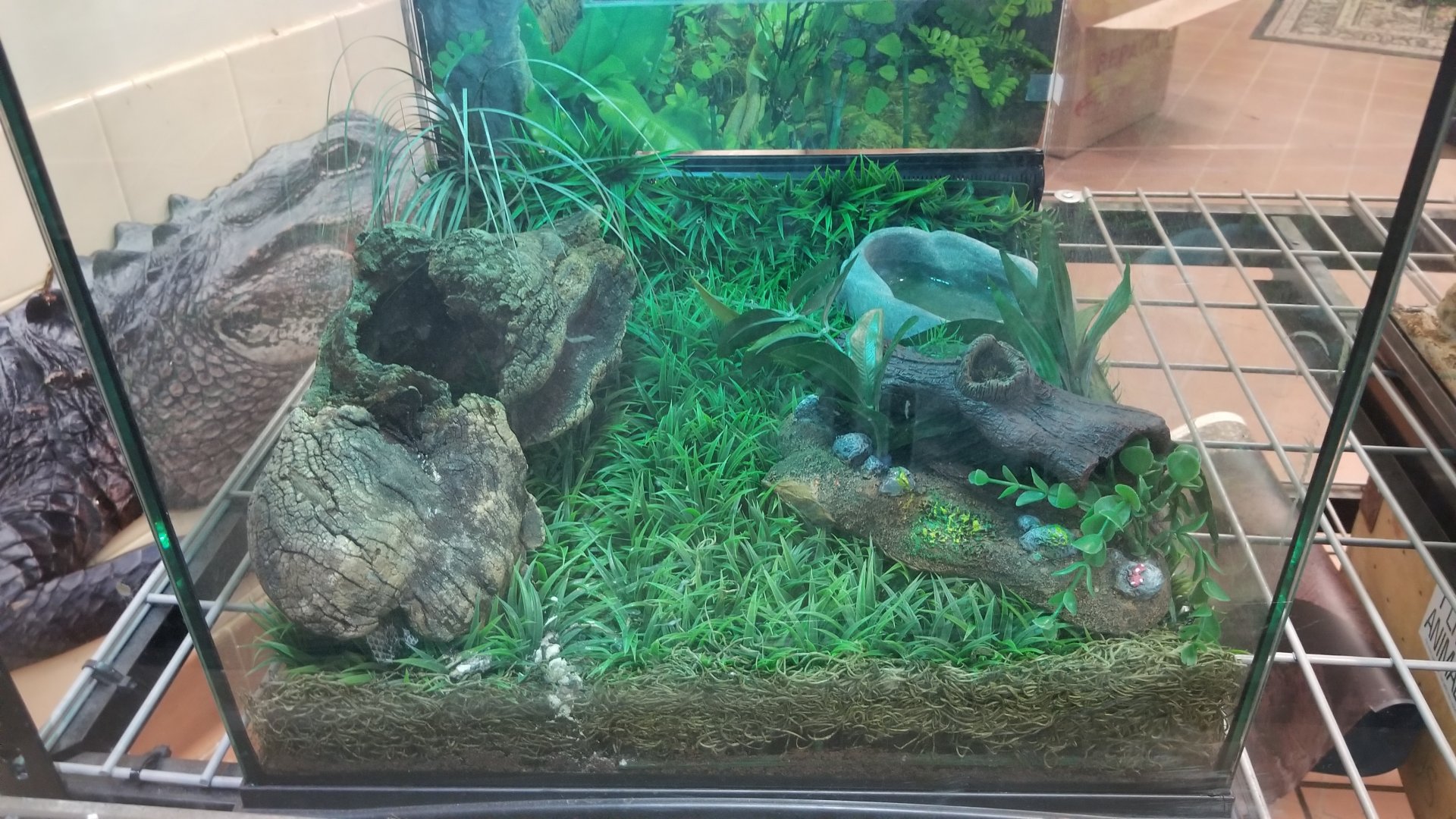 Staten Island Zoo - Dusky pygmy rattlesnake