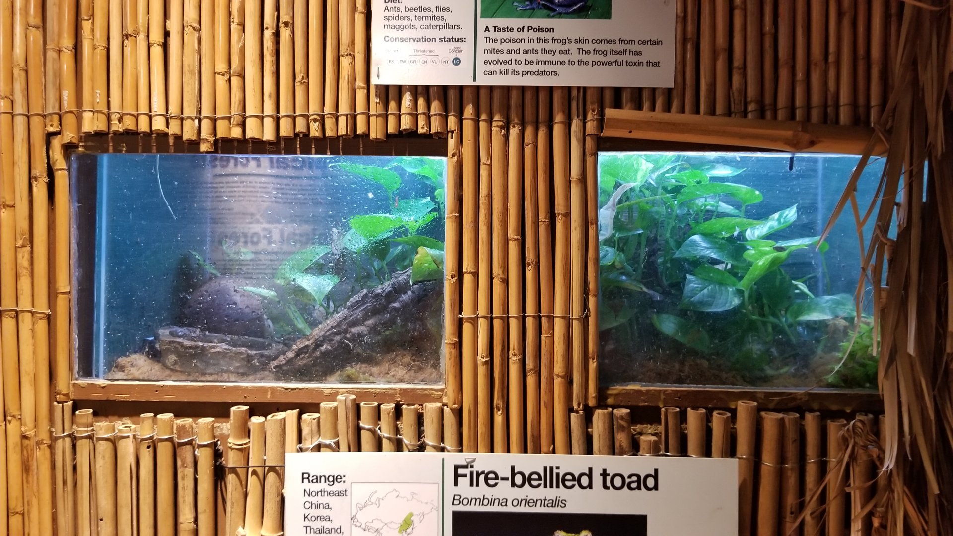 Staten Island Zoo - Dyeing poison dart frog