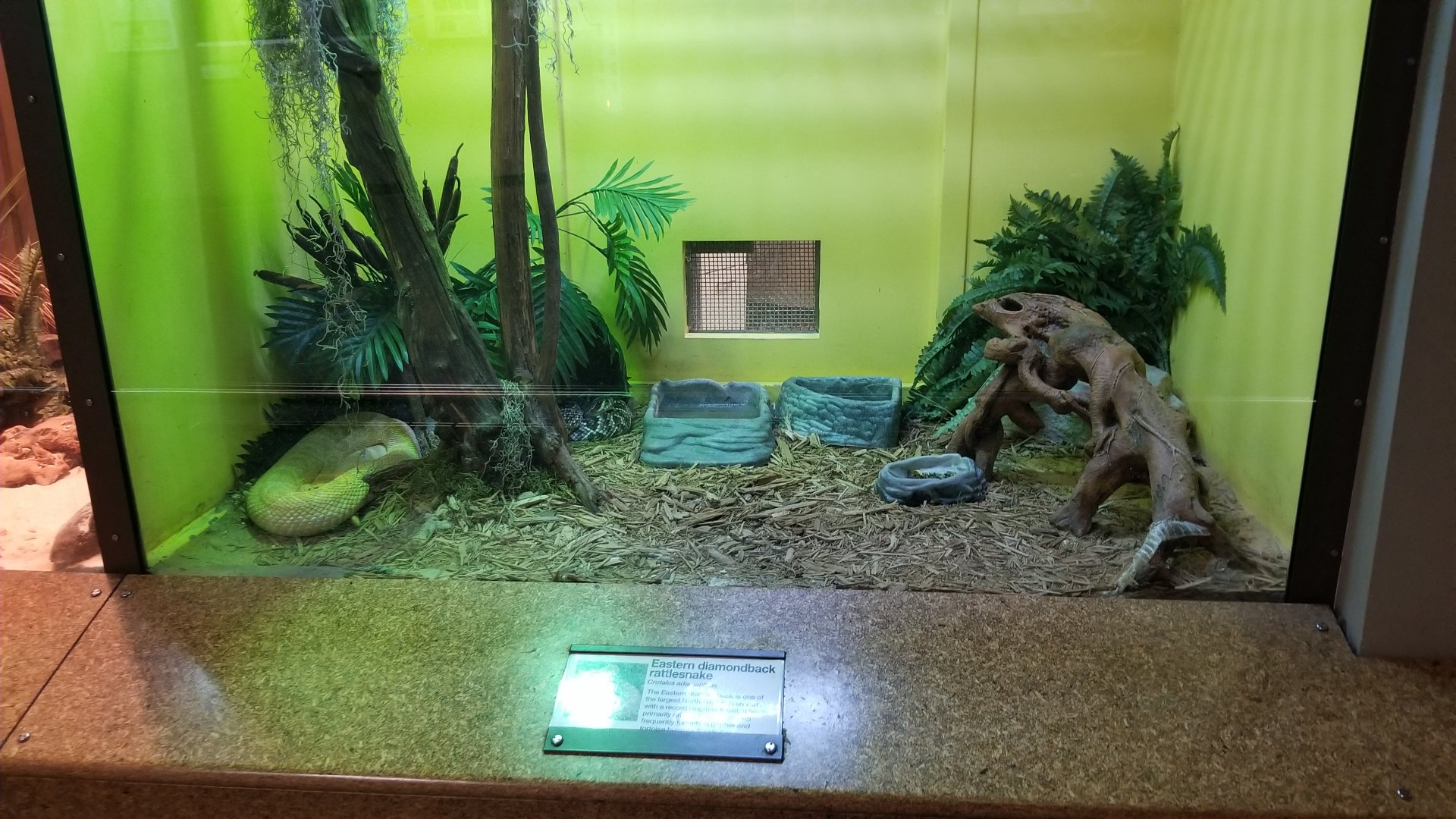 Staten Island Zoo - Eastern diamondback