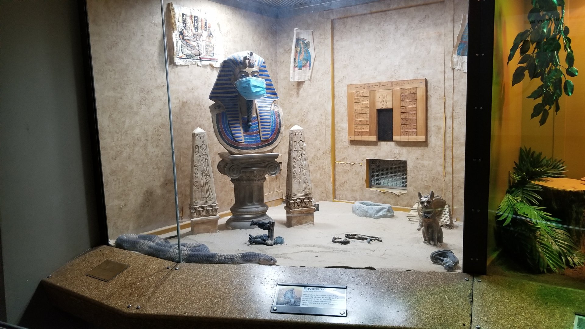 Staten Island Zoo - Egyptian cobra