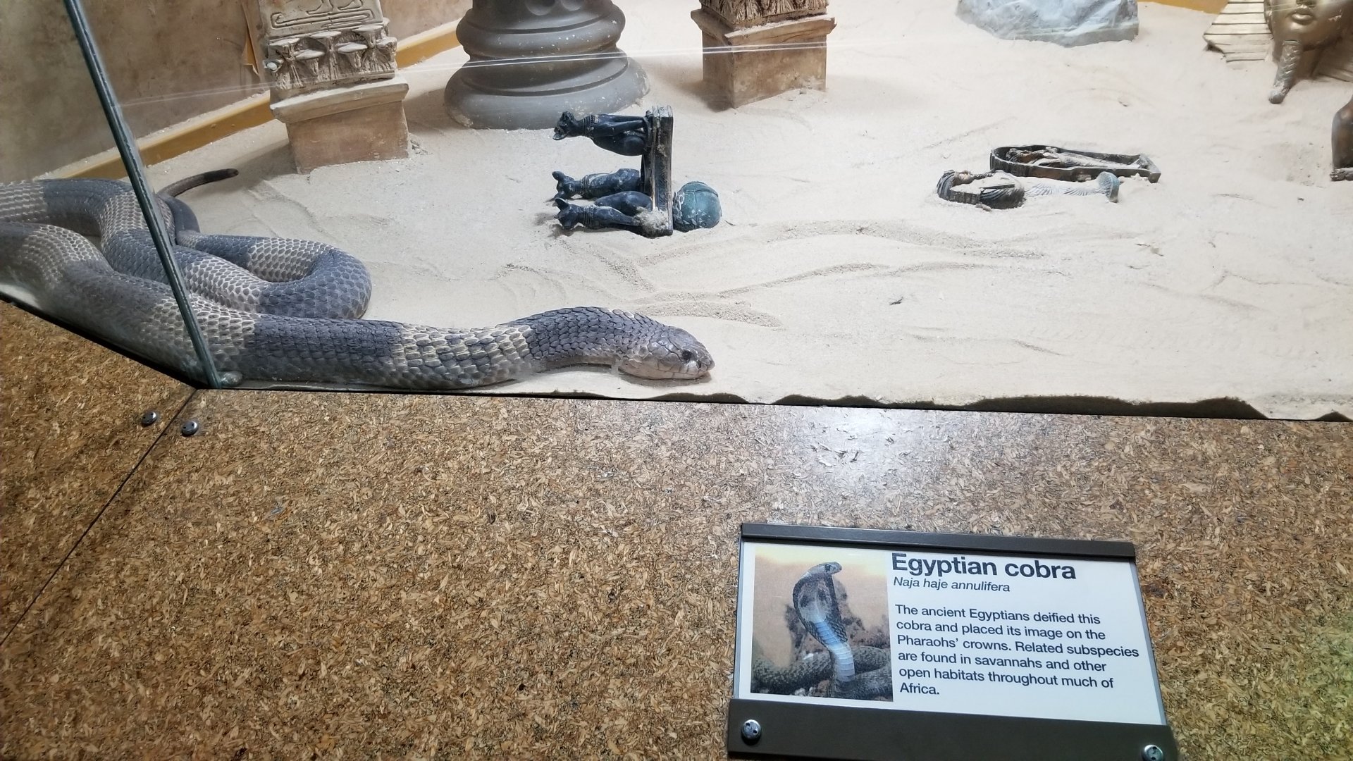 Staten Island Zoo - Egyptian cobra