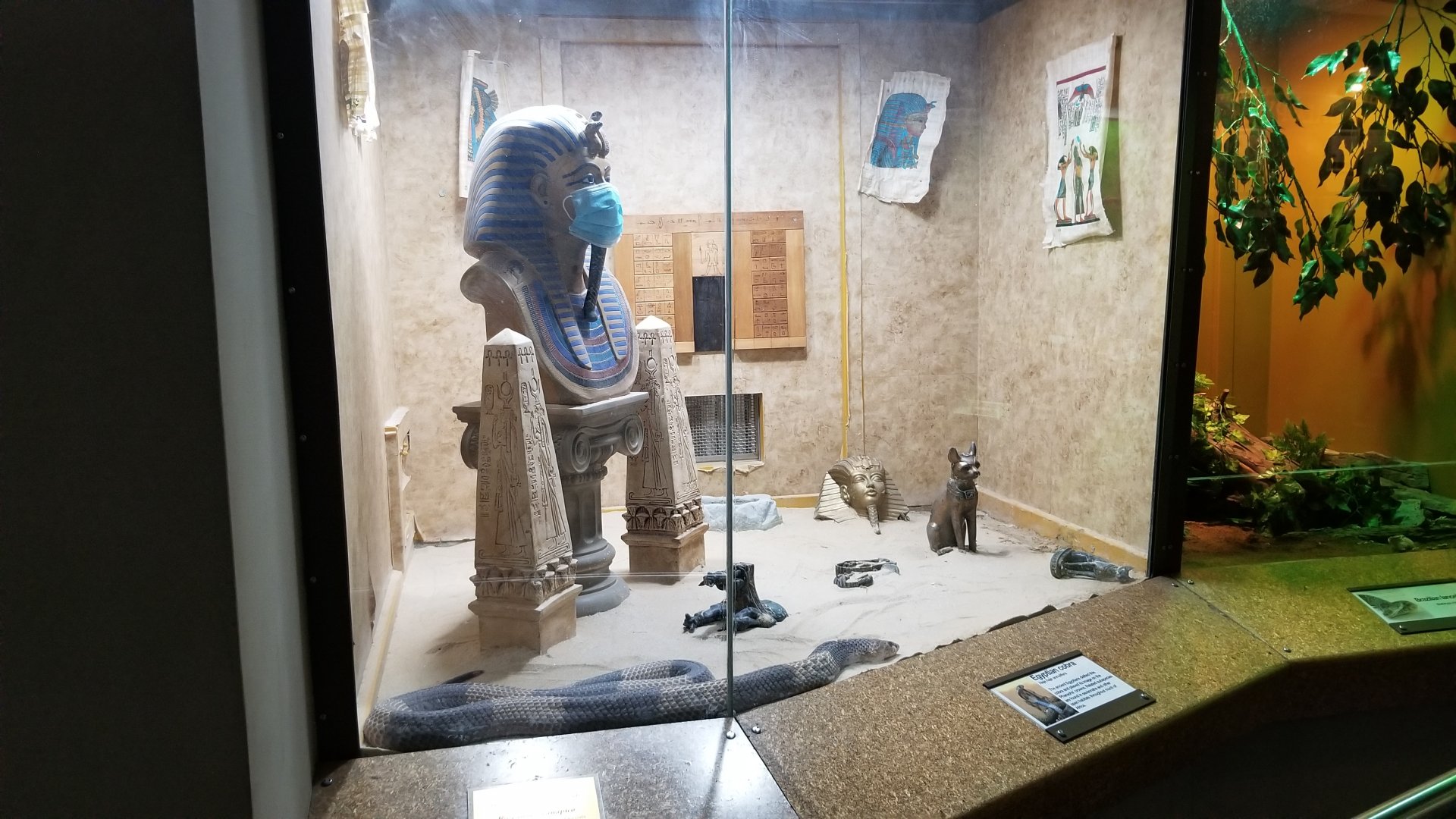 Staten Island Zoo - Egyptian cobra