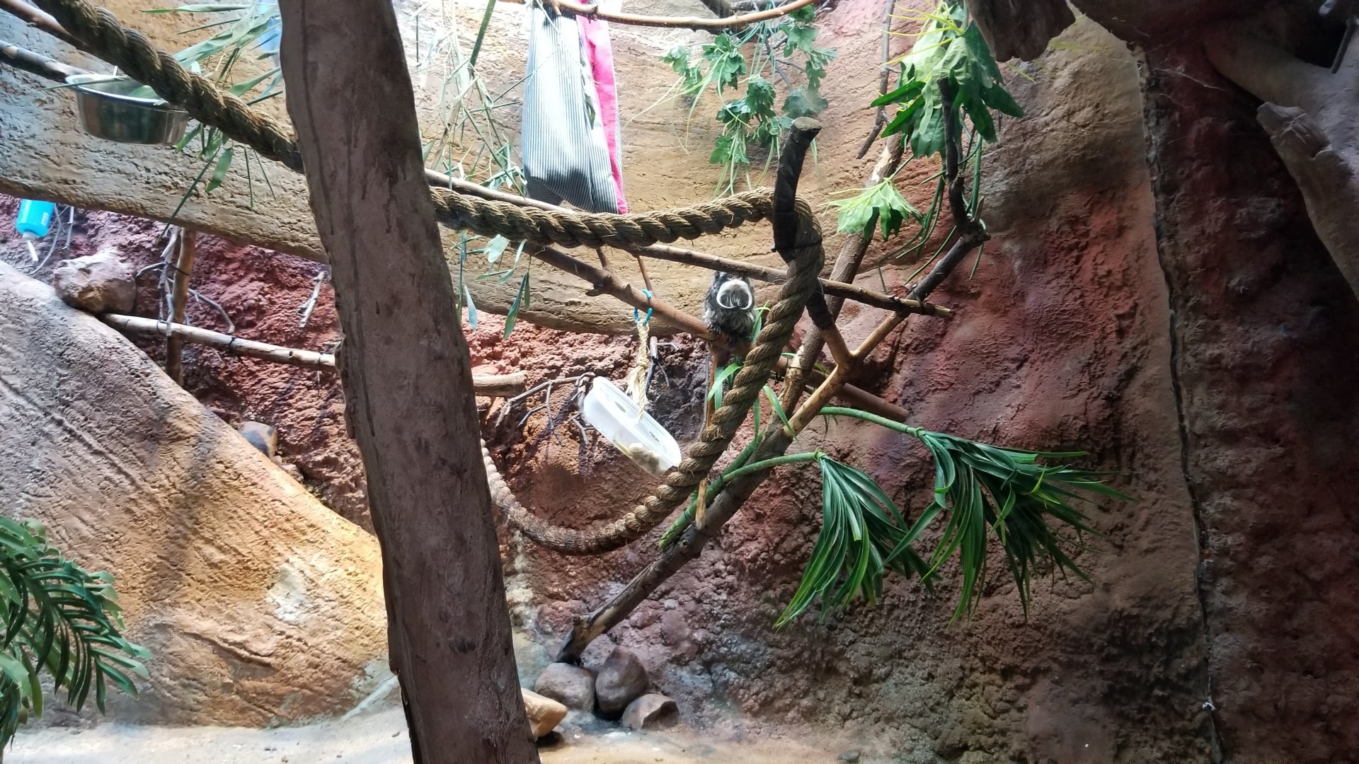 Staten Island Zoo - Emperor tamarin