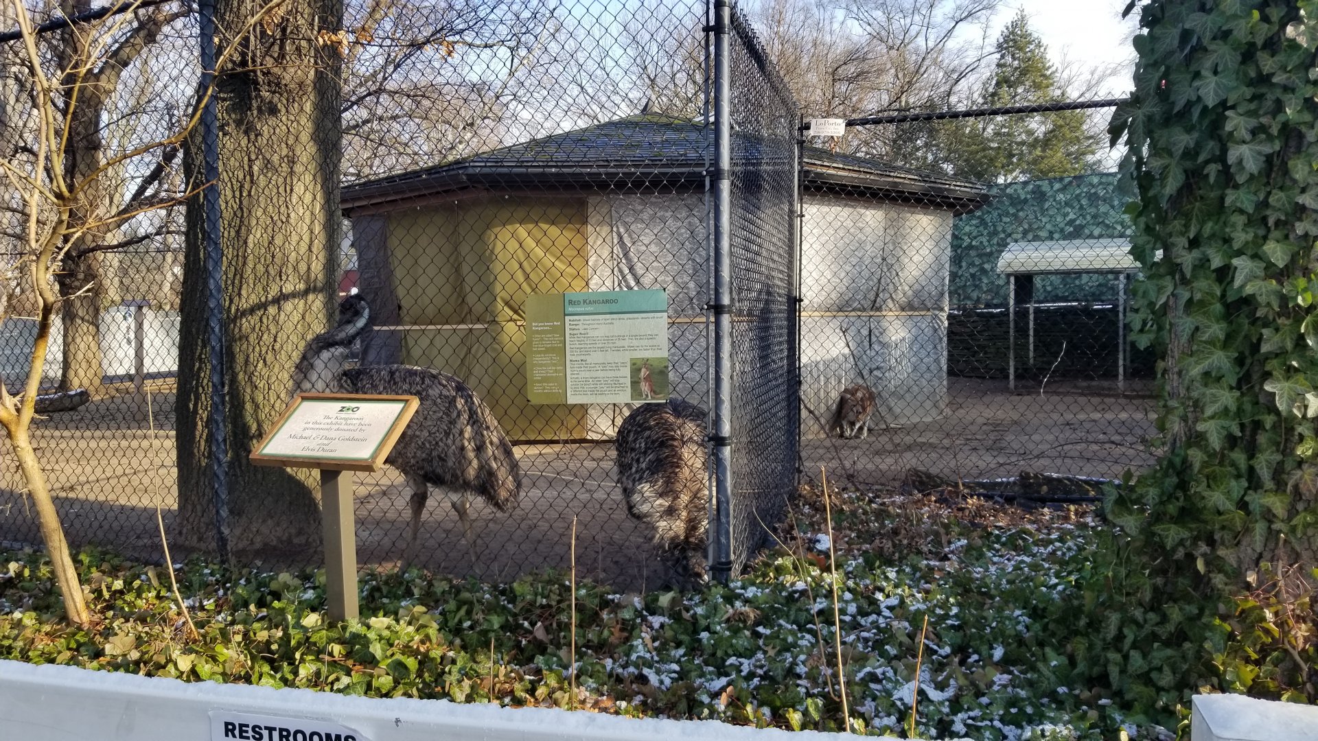 Staten Island Zoo - Emu, red kangaroo