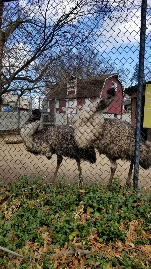 Staten Island Zoo - Emus wanting their photo taken