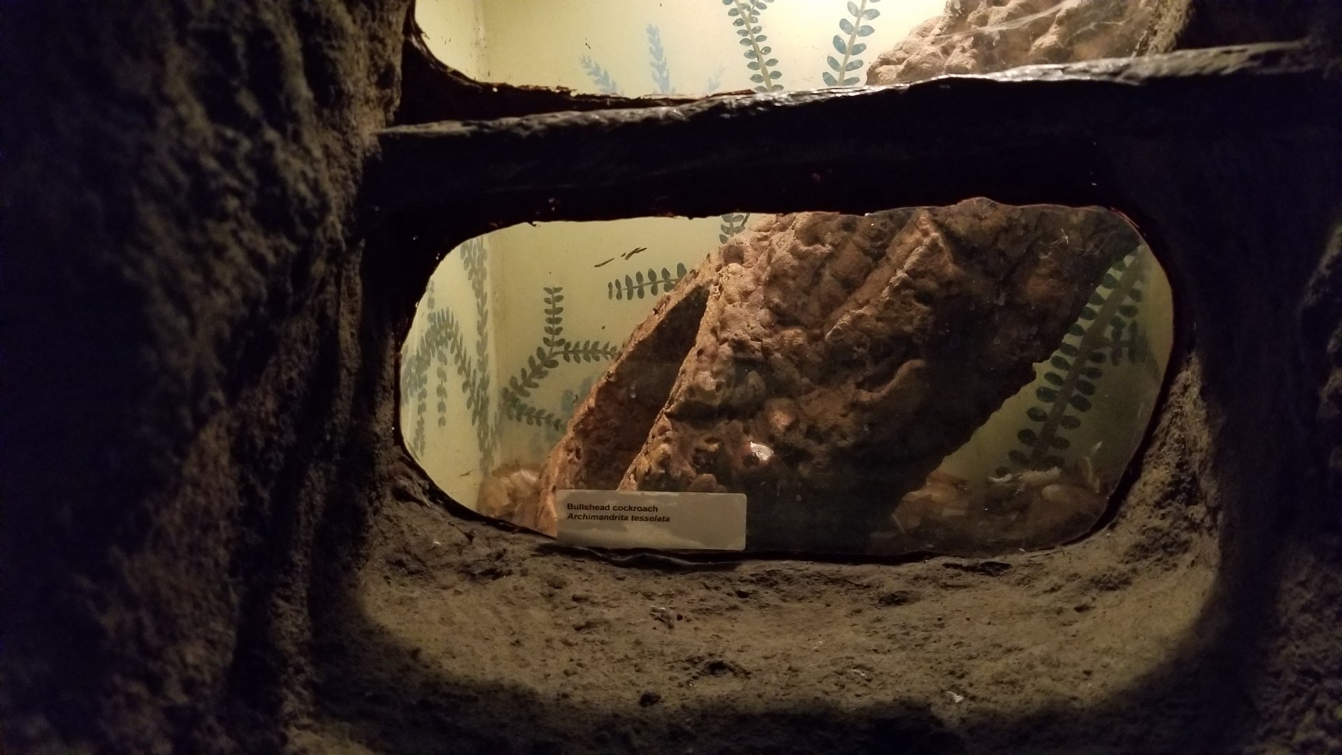 Staten Island Zoo - Example of insect exhibit, bullshead cockroach