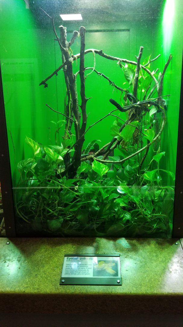 Staten Island Zoo - Eyelash viper