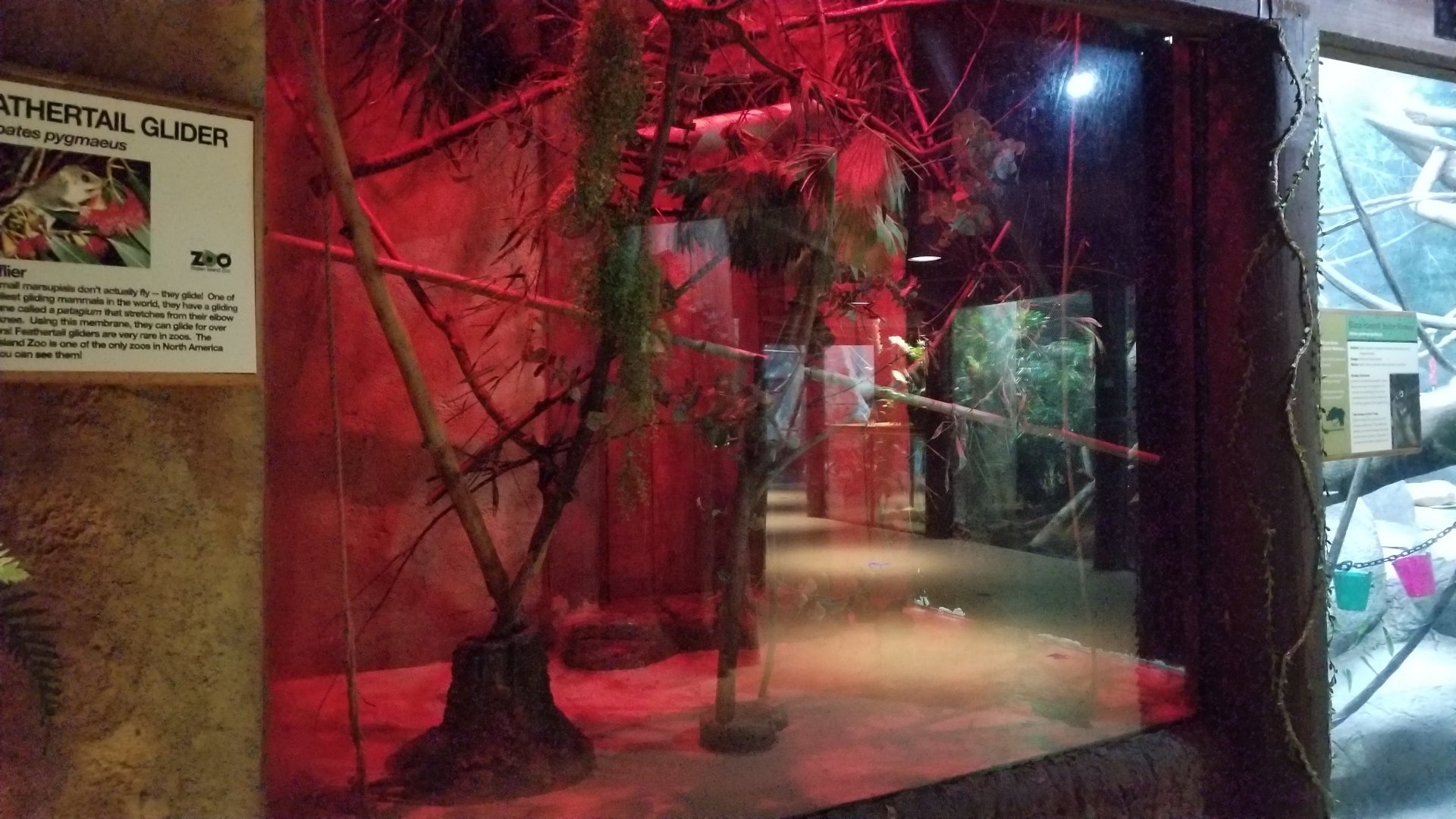 Staten Island Zoo - Feathertail gliders